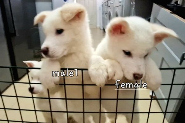 White American akita pups 3 left for sale | UKPets