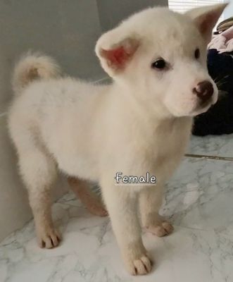 White American akita pups 3 left for sale | UKPets