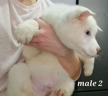 White American akita pups 3 left for sale | UKPets