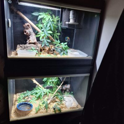 2 Western Hognose snakes with full set up. in Southampton | UKPets