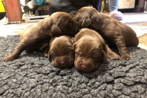 A stunning litter of working springador puppies for sale