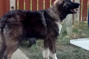 Cute Caucasian Shepherd Dog For Sale