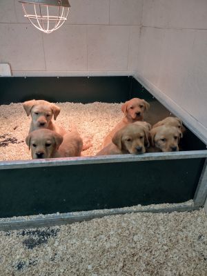 Labrador Retrievers for Rehoming
