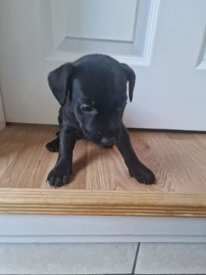 Patterdale Terrier For Sale