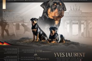 Rottweiler For Stud in the UK