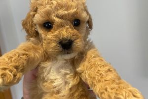 Toy Poodle For Sale in the UK