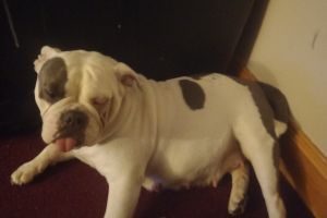 Rehoming old tyme bulldog 4 years old