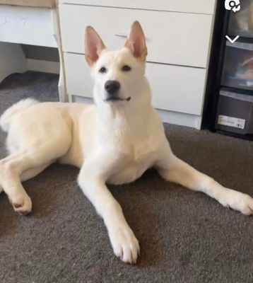 4 month old Japanese akita looking for forever home | UKPets