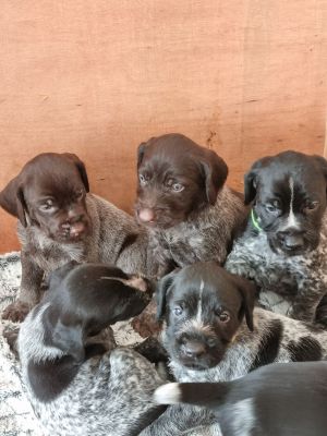 Available German Wirehaired Pointers