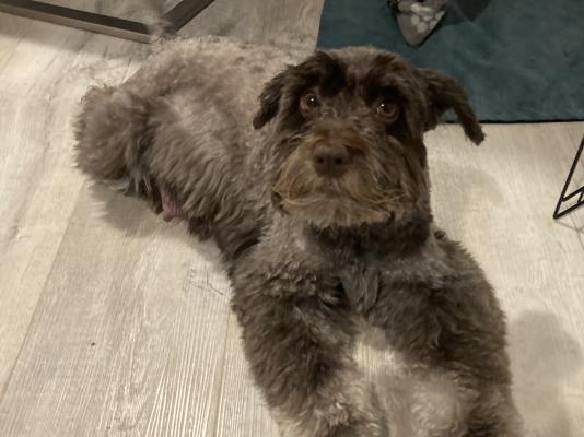 * RARE * Chocolate Miniature Schnauzer pups for sale | UKPets