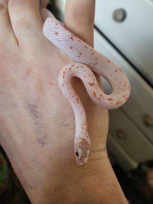 Available Corn Snakes