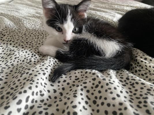 Black white kitten for sale | UKPets