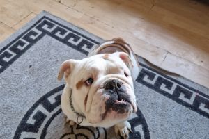 Bulldog For Sale in Lodon