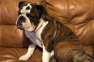 Old Tyme Bulldog For Sale in Lodon