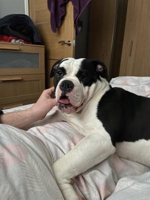 Old Tyme Bulldog For Sale in the UK