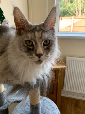 Maine Coons for Rehoming