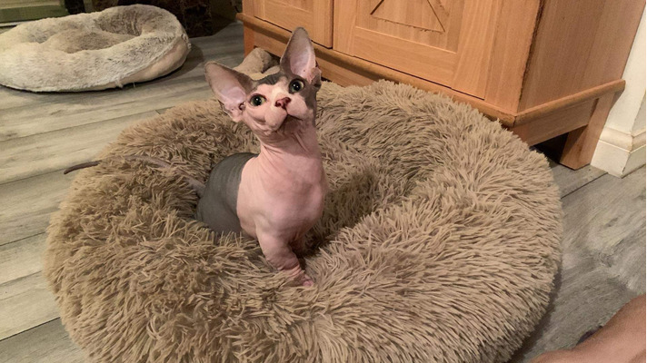 Sphynxes For Sale