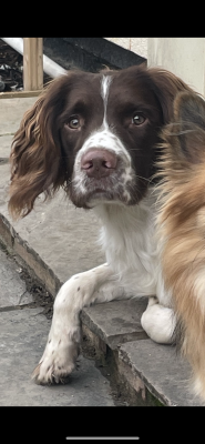 Available English Springer Spaniels