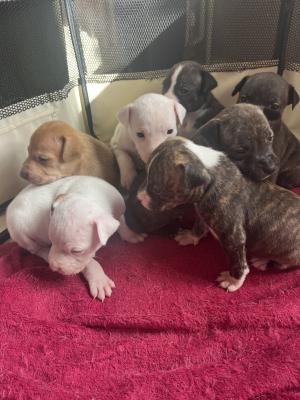 Staffy pups for sale | UKPets