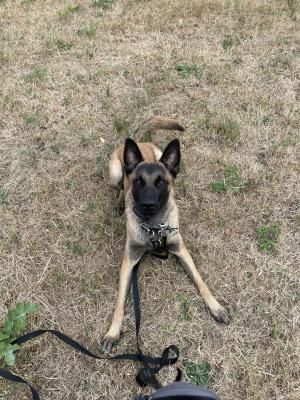 Belgian Malinois | UKPets