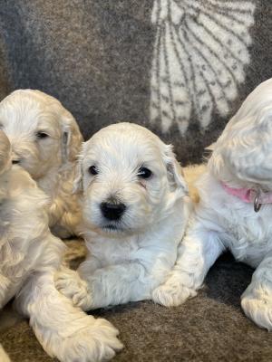 F1 Miniature Goldendoodle Puppies for sale | UKPets