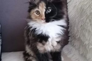 Maine Coon For Sale in Great Britain