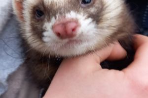 FERRETS READY ON JUNE 6TH, BIRTH IS DUE APRIL 11TH