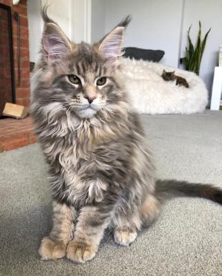 PEDIGREE MAINE COON KITTENS (ROCHESTER/KENT) | UKPets