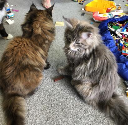 PEDIGREE MAINE COON KITTENS (ROCHESTER/KENT) | UKPets