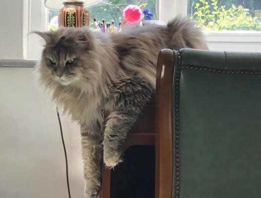 Maine Coon For Sale in Lodon