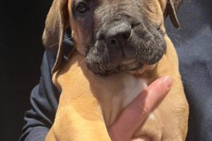 Presa Canario for Rehoming
