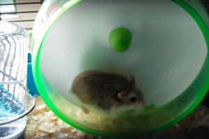 Hamsters for Rehoming