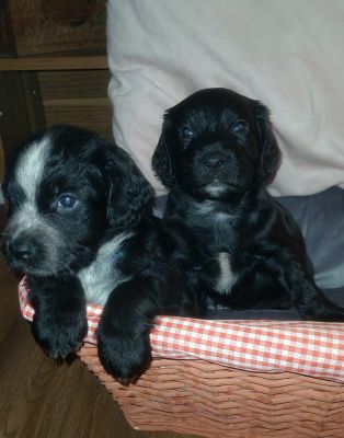 Available Cocker Spaniels