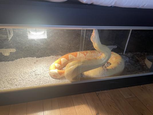 Boa Snake For Sale in Great Britain