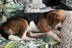 Beagles for Rehoming