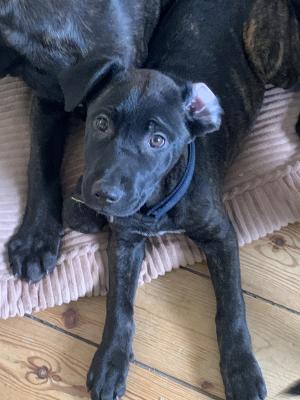 Cane corso x Belgian malinois | UKPets