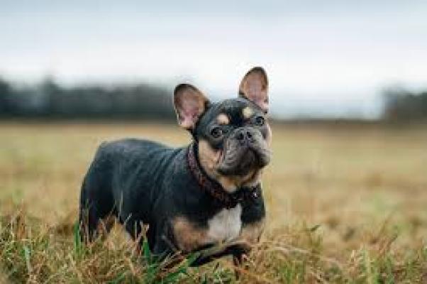 French Bulldog For Sale in Lodon