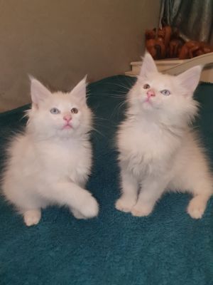 Cute Maine Coon For Sale
