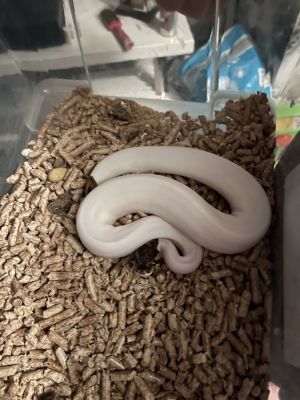 Python Snake Advertisement UK Pets