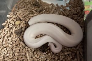 Python Snake Advertisement UK Pets