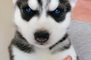 Siberian Husky x Malamute Puppies for Sale