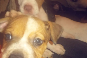 Two male American bully pups for sale
