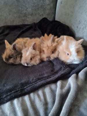 Lionhead For Sale