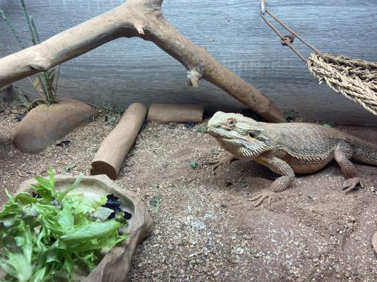 Bearded Dragons for Rehoming
