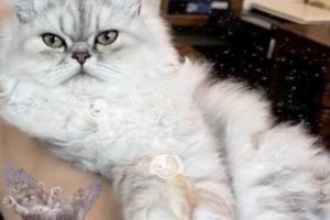 Awesome flat face persian male cat ready for stud with any type of female cats