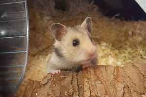 Cute Hamster For Sale