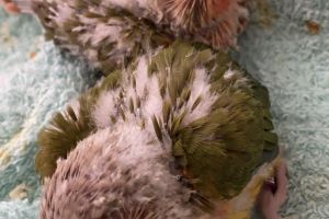 Conures for Rehoming