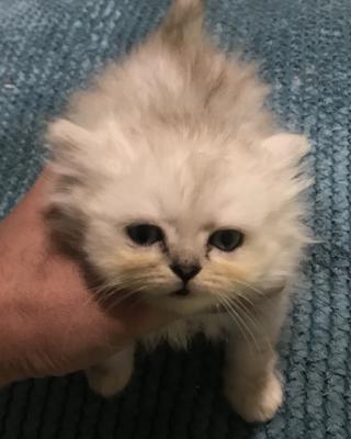 I have 6 beautiful pure persian doll face with blue eyes | UKPets