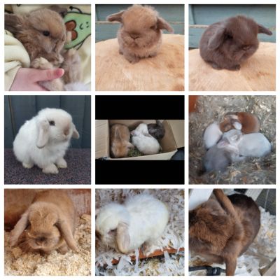 Mini Lop for Rehoming