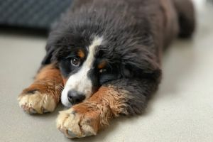 Bernese Mountain Dog For Sale